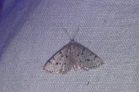 Eumannia oranaria