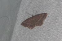 Scopula rubiginata