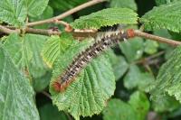 Lasiocampa quercus quercus