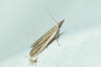 Anerastia lotella