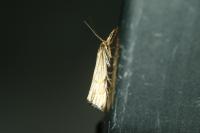 Chrysocrambus linetella