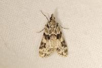 Eudonia delunella