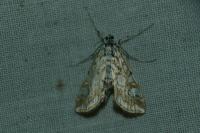 Elophila nymphaeata