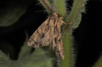 Apamea monoglypha monoglypha