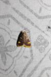 Hypsopygia costalis