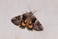 Catocala fulminea