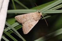 Hoplodrina ambigua