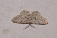 Hypomecis punctinalis