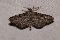 Peribatodes rhomboidaria rhomboidaria