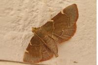 Hypsopygia fulvocilialis
