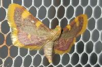 Hypsopygia costalis
