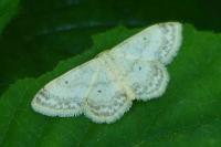 Idaea biselata