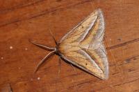 Chariaspilates formosaria