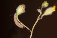 Omia cyclopea