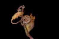 Omia cyclopea