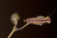 Omia cyclopea