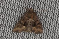 Oligia versicolor