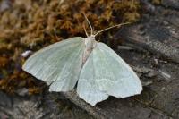 Hemithea aestivaria