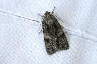 Acronicta rumicis