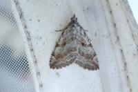 Aplocera efformata