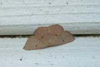 Cyclophora puppillaria