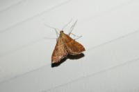 Endotricha flammealis