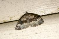 Epirrhoe alternata