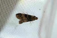 Euzophera pinguis