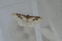 Idaea rusticata