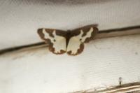 Lomaspilis marginata