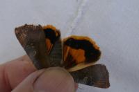 Noctua janthe