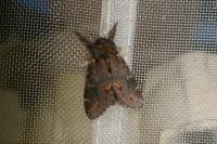 Notodonta dromedarius