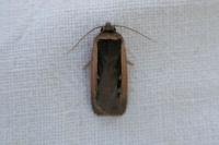 Ochropleura leucogaster
