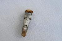 Phalera bucephala