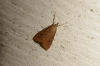 Udea ferrugalis