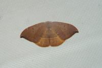 Watsonalla uncinula