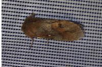 Dendrolimus pini pini