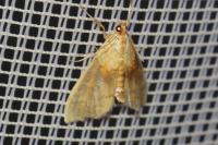Agrotera nemoralis