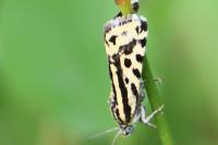 Emmelia trabealis