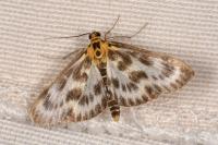 Anania hortulata