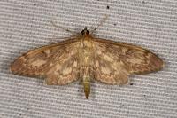 Anania lancealis