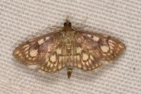 Anania stachydalis