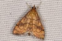 Anania verbascalis