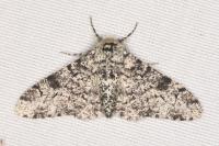 Biston betularia