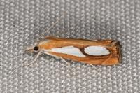 Catoptria pinella