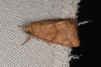 Cosmia trapezina