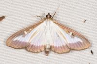 Cydalima perspectalis