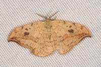 Drepana falcataria