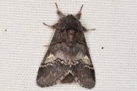 Drymonia querna