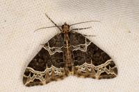 Ecliptopera silaceata